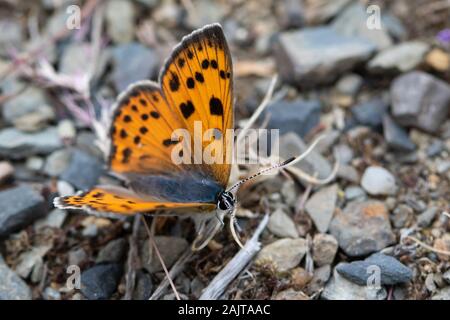 Farfalla in rame violetto (Lycaena alciphron) che si crogiola su un sentiero di ghiaia Foto Stock