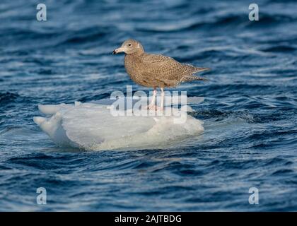 Gull glaucous (Larus hyperboreus), seduto sul ghiaccio galleggiante, Båtsfjord Harbour, Varanger, Arctic Norvegia Foto Stock