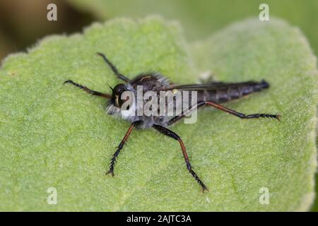 RRobberfly sp. (Asilidae) appoggiato su una foglia Foto Stock