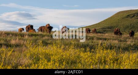 Una mandria di bisonti camminando su di una collina in una linea nel tardo pomeriggio di sole con colore giallo brillante fiori selvatici a Custer State Park, Sud Dakota. Foto Stock