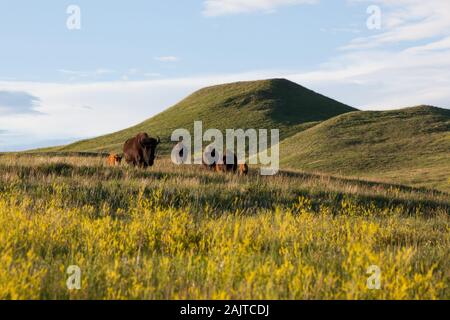 Una mandria di bisonti camminando su di una collina in una linea nel tardo pomeriggio di sole con colore giallo brillante fiori selvatici a Custer State Park, Sud Dakota. Foto Stock