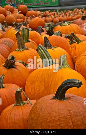Una grande selezione di zucche disponibile presso il locale mercato degli agricoltori nel mese di ottobre Foto Stock