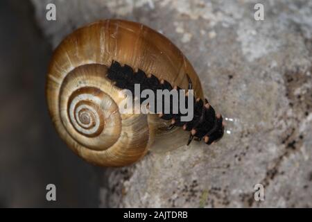 Larva di una Glow-worm (Lampyris noctiluca), attaccando una lumaca Foto Stock