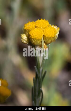 Helichrysum stoechas (comune Rubby Eterna) fiori Foto Stock