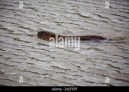 Lontra europea, latino Lutra, noto anche come Eurasian Lontra di fiume, lontra comune e nel Vecchio Mondo otter nuota nelle calme acque del fiume, il fiume Maritsa, Bulgaria, tardo autunno Foto Stock