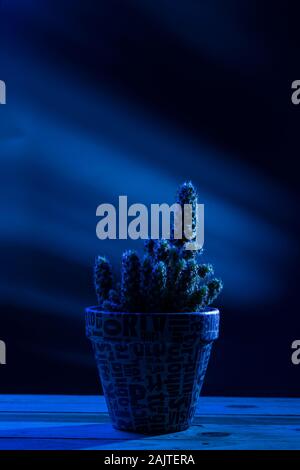 Cactus in piantatrice handmde fatta di ritaglio di giornale font in Pantone tonalità blu Foto Stock