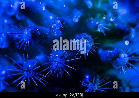 Gocce di acqua su cactus spike riprese macro in Pantone toni blu Foto Stock