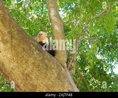 Di fronte bianco cappuccino di Guanacaste Costa Rica Foto Stock