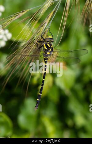 Golden-inanellati Dragonfly (Cordulegaster boltonii) Foto Stock