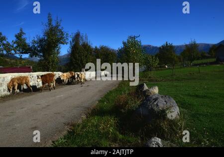 Le vacche a camminare sulla strada Foto Stock