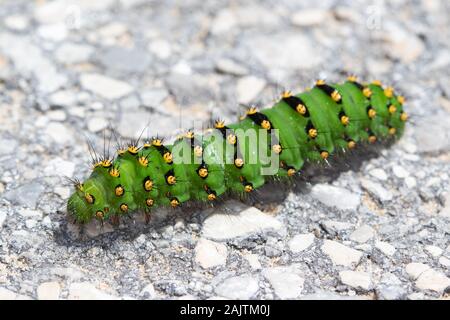 Tardo-instar falena imperatore (Saturnia pavonia) caterpillar Foto Stock