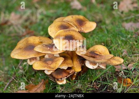 Chiodino (Armillaria mellea) Foto Stock