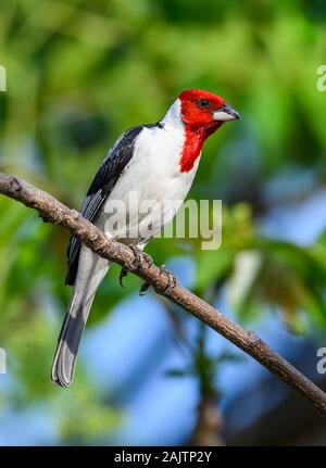 Rosso-cowled cardinale (Paroaria dominicana) nel suo habitat naturale. Potengi, Ceara, Brasile. Foto Stock