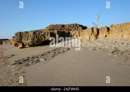 Tartaruga di mare le vie croce spiaggia di rocce di soffiaggio preservare sull isola di Jupiter, Florida in inizio di mattina di luce. Foto Stock