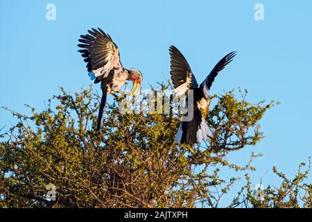 Southern Yellow-fatturati Hornbills durante la stagione riproduttiva in Botswana, Africa Foto Stock