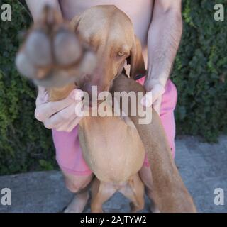 Ritratto di un cucciolo marrone vizsla giocando con un giovane uomo Foto Stock
