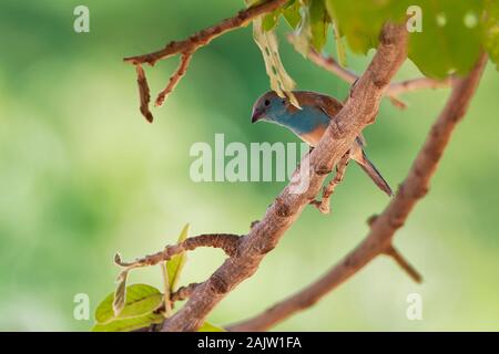 Blue Waxbill o Cordonbleu meridionale - Uraeginthus angolensis noto anche come un Blu-breasted waxbill, blu-cheeked o Angola-cordon bleu, specie di est Foto Stock