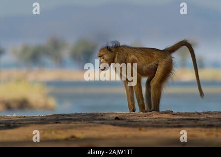 Chacma Baboon - Papio ursinus griseipes o Cape babbuino, scimmia del Vecchio Mondo famiglia,uno dei più grandi di tutte le scimmie, situato principalmente nel sud Afri Foto Stock