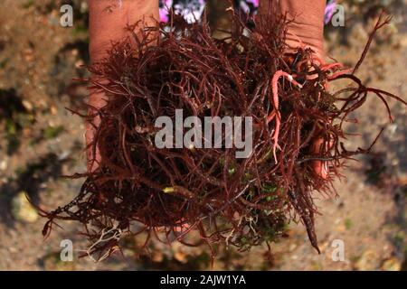 Una donna guarda per le alghe che era stato portato via dalle onde sulla spiaggia.Questa alga può essere ottenuto solo al mattino, prima che la marea ritorna e lo allontana dalla spiaggia di Kondang Merak. Foto Stock