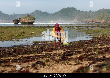 Una donna guarda per le alghe che era stato portato via dalle onde sulla spiaggia.Questa alga può essere ottenuto solo al mattino, prima che la marea ritorna e lo allontana dalla spiaggia di Kondang Merak. Foto Stock