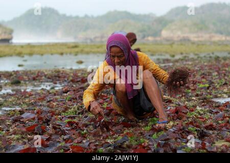 Una donna guarda per le alghe che era stato portato via dalle onde sulla spiaggia.Questa alga può essere ottenuto solo al mattino, prima che la marea ritorna e lo allontana dalla spiaggia di Kondang Merak. Foto Stock