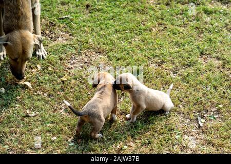Stray street cuccioli di cane giocare sul prato mentre il cane madre veglia. Prese a Delhi, India Foto Stock