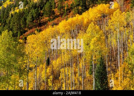 Un apsen grove sul ripido fianco di una montagna vicino McClure Pass, Colorado. Foto Stock