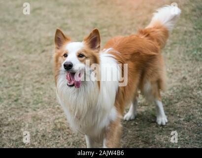 Il cane su un prato verde Foto Stock