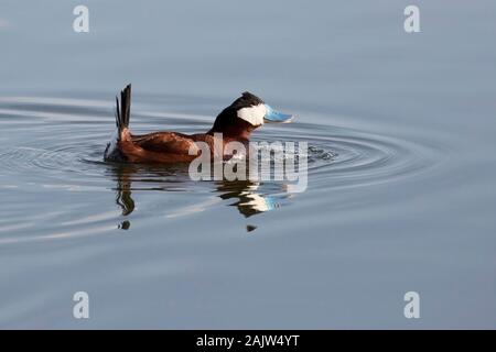 Ruddy duck maschio (Oxyura jamaicensis) di corteggiamento a Frank Lago Area di conservazione, un North American uccelli acquatici piano di gestione progetto Foto Stock