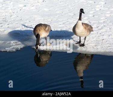 Oche del Canada (Branta canadensis) bere da stagno in inverno Foto Stock