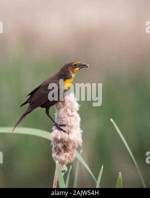 Giallo testa di merlo femmina (Xanthocephalus xanthocephalus) arroccato su tifa seme head (Typha latifolia) con becco piena di insetti per i giovani Foto Stock
