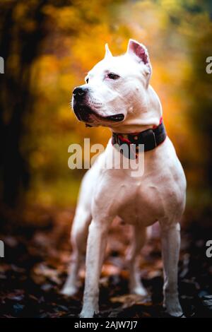 Ritratto di bianco American Pitbull Terrier in all'aperto nella foresta di autunno Foto Stock