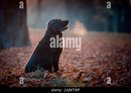 Cane nero labrador in autunno tramonto sulle foglie secche Foto Stock