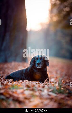 Cane nero labrador in autunno tramonto sulle foglie secche Foto Stock