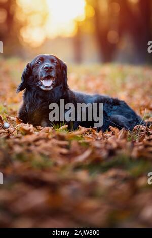 Cane nero labrador in autunno tramonto sulle foglie secche Foto Stock