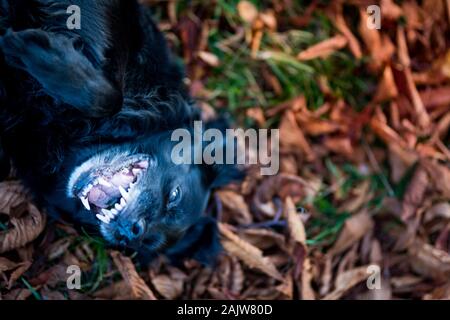 Cane nero labrador in autunno tramonto sulle foglie secche Foto Stock