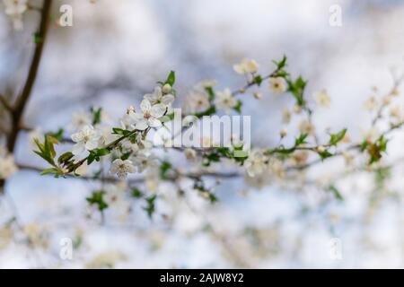 Mirabelle fiore nel cielo mattutino. Aprile fiori. Alberi da frutto Foto Stock