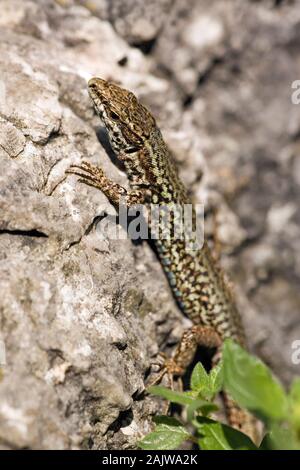 Lucertola muraiola Podarcis muralis maschio avente emerso dal rifugio per la notte in una parete, in fase di riscaldamento in early morning sun. Nel nord della Spagna. Foto Stock