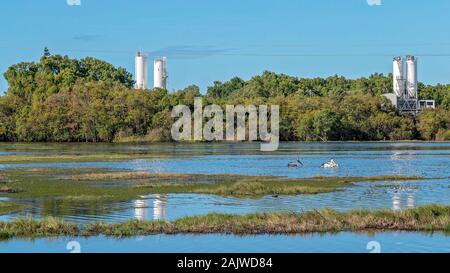 Un ecosistema di zone umide tipicamente invaso dall'acqua con abbondanti uccelli e pesci, con un cemento industriale lavora in background Foto Stock