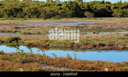 Un ecosistema di zone umide tipicamente invaso dall'acqua con abbondanti uccelli e pesci, con un cemento industriale lavora in background Foto Stock