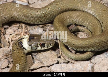 Lo spagnolo Biscia dal collare (Natrix natrix astreptophora). Adulto. Asturias Provincia, nel nord della Spagna. Foto Stock