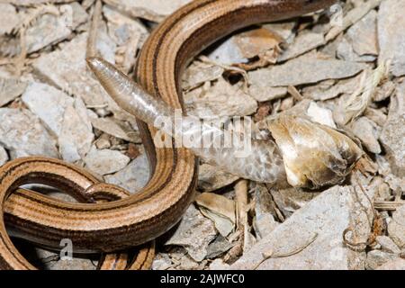SLOW WORM (Anguis fragilis). Parte di lucertole estremità di coda con rovesciato incrostate pelle; 'ecdysis', accanto a. Foto Stock