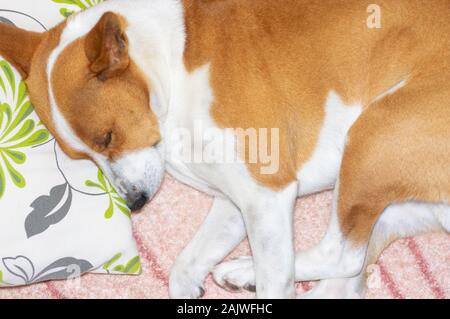 Vista dall'alto sul dolce sonno Basenji cane sdraiato su un cuscino sul master divano Foto Stock