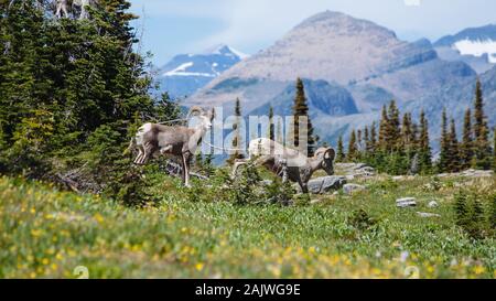 Una coppia di Bighorn rampante giù un prato alpino presso il Glacier National Park Foto Stock