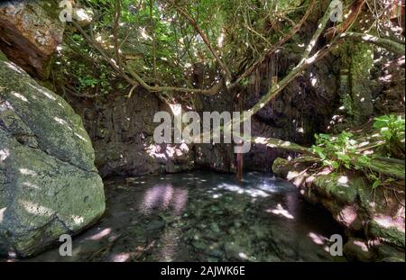 Il famoso sito mitologico - Bagni di Afrodite - La bella piscina in grotta naturale circondato da un albero di fico in giardino botanico su PEN1 Akamas Foto Stock