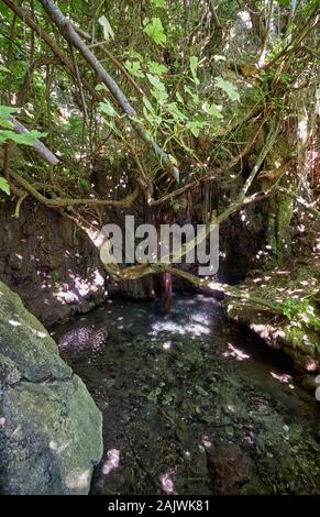 Il famoso sito mitologico - Bagni di Afrodite - La bella piscina in grotta naturale circondato da un albero di fico in giardino botanico su PEN1 Akamas Foto Stock