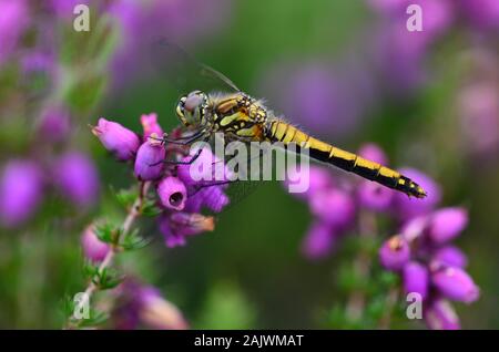 Femmina nera darter dragonfly a riposo su bell heather Foto Stock