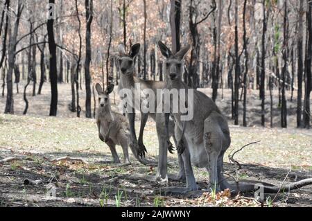 Trio di Canguri nella foresta bruciato dopo bushfire Foto Stock