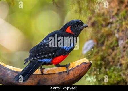 Scarlet-panciuto Mountain-tanager - Anisognathus igniventris, bel rosso, blu e nero tanager dalle Ande occidentali, Yanacocha, Ecuador. Foto Stock