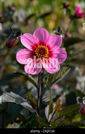 Dahlia Roxy luce con la sua chioma scura visto crescere in un misto di confine di fiori Foto Stock